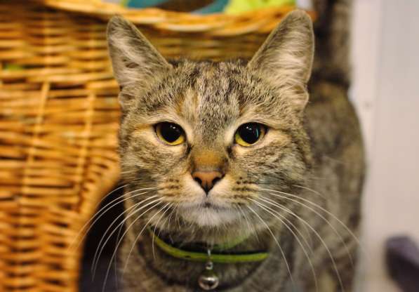 Кошечка Фенечка мечтает о семье