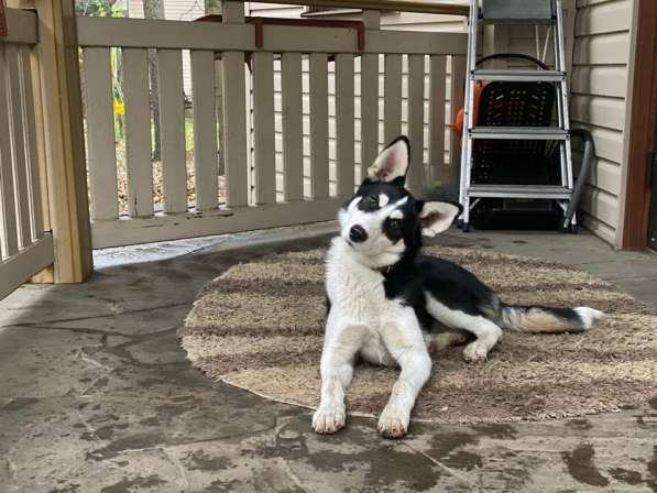 Найдена лайка девочка 6-8 месяцев. Пристраивается