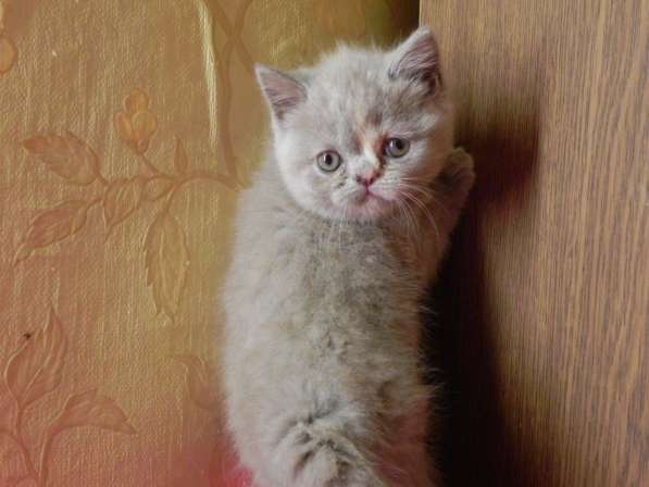 Котята британские и шотландские и подростки в Москве фото 12