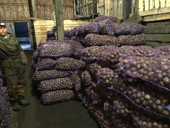 Картофель из России с доставкой до Казахстана и Узбекистана в Кемерове фото 4