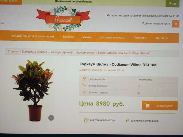 Продам комнатное растение Кодиеум Вилма высотой 70 см в Санкт-Петербурге