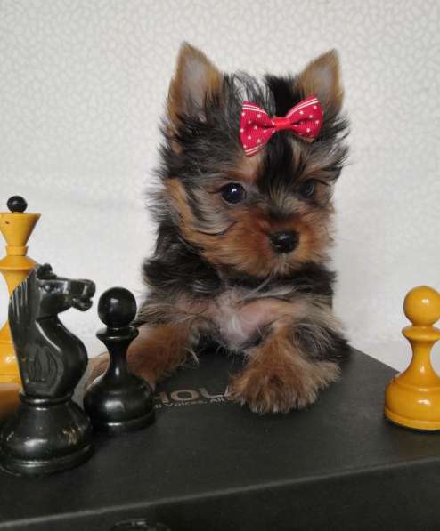 Щенки Йоркширского терьера в Москве фото 5