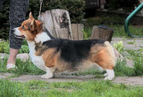 Щенки вельш корги пемброк из питомника в Москве фото 20