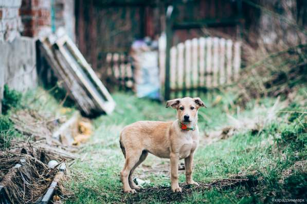 Великолепная Четверка в дар в Москве фото 22