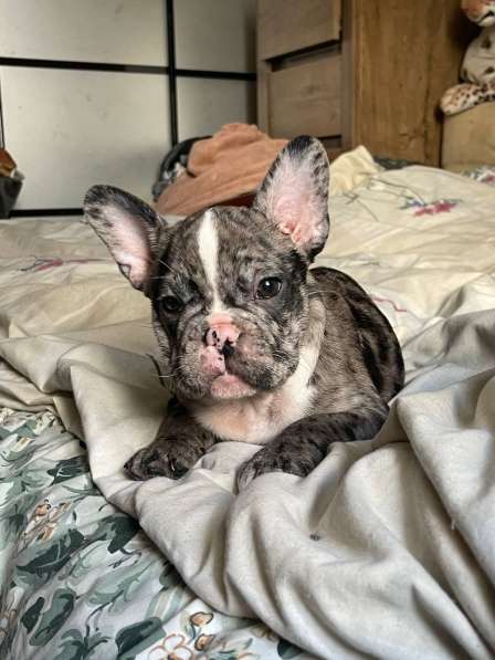 French Bulldog. Merle colour. Boy's в фото 4