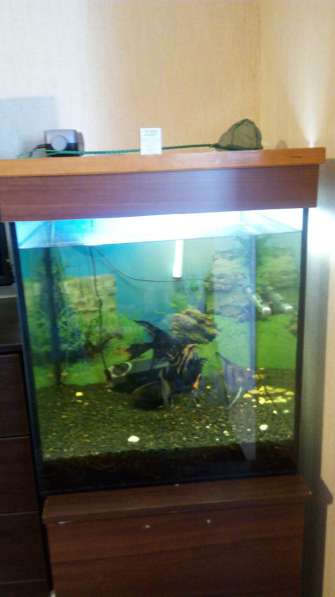 Продам аквариум-куб 160 литров в фото 5