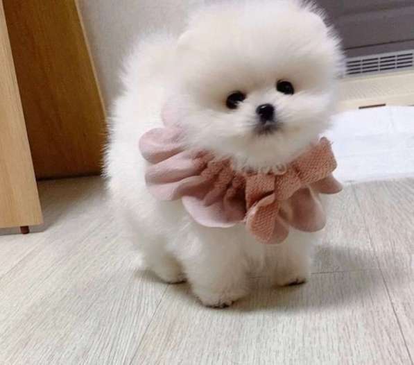 Померанский шпиц