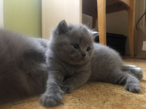 Голубые британские котята в Чебоксарах