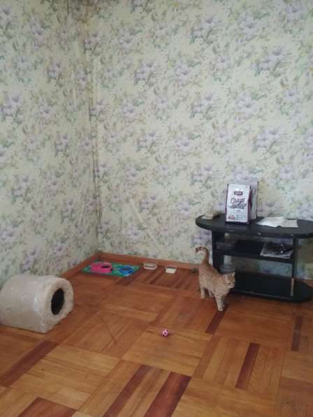 Рыжий котенок в тёплый дом и добрые руки в Тимашевске фото 3