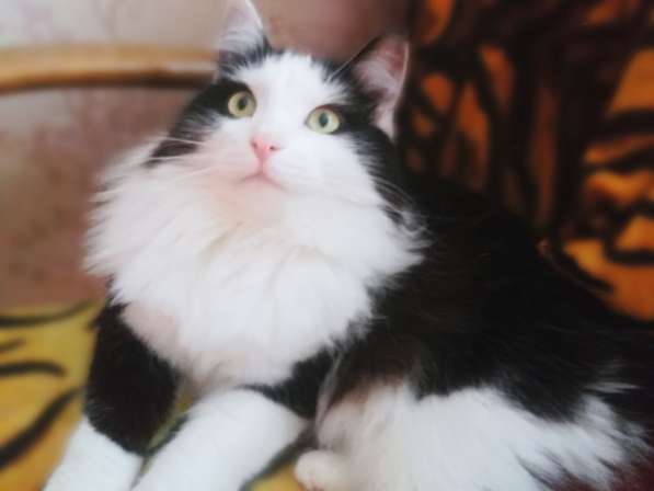 Шикарный котик Май – ласковый красавец! Ищет дом!