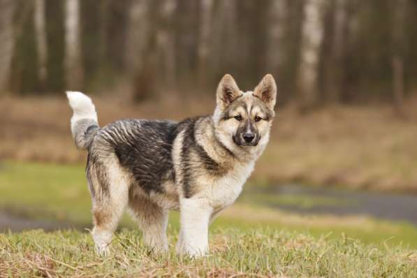 Щенок Ося ищет доброго хозяина! в Москве