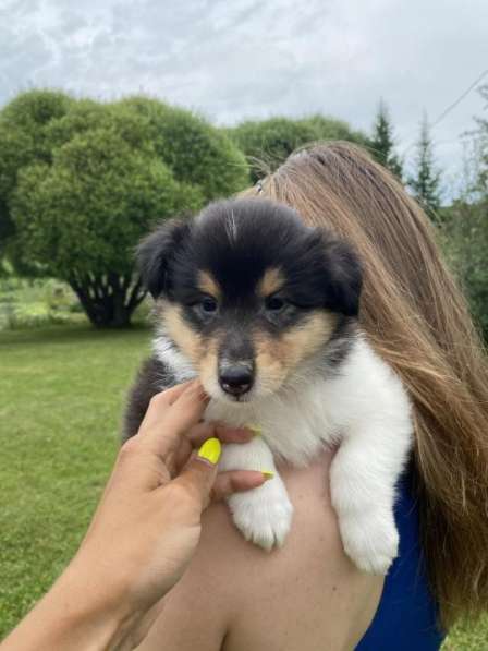 Щенок колли длинношёрстный в Екатеринбурге фото 28