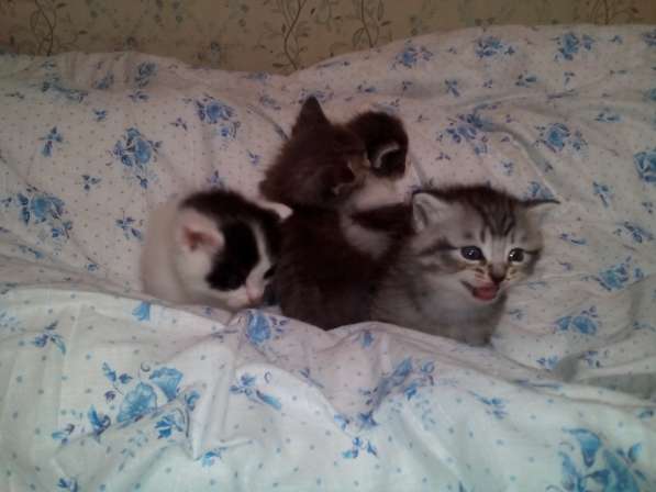 Отдам котят в добрые руки в Березниках фото 16