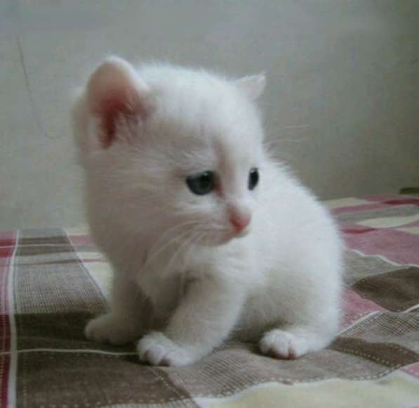 Чудесная киса ищет дом! в Москве