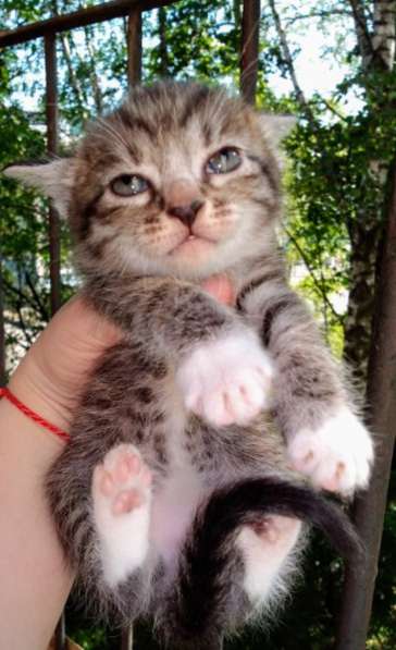 Элитная Бенгальские Снежный барс котятки в Санкт-Петербурге фото 66