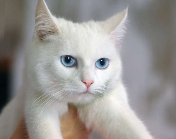 Изумительная девочка Луна, кошка голубоглазка ждет вас. в Москве