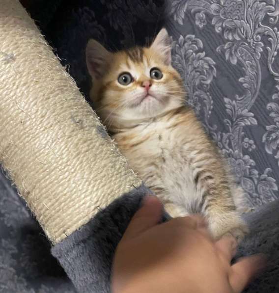 Добрый день друзья. Я продаю замечательных котят в фото 11