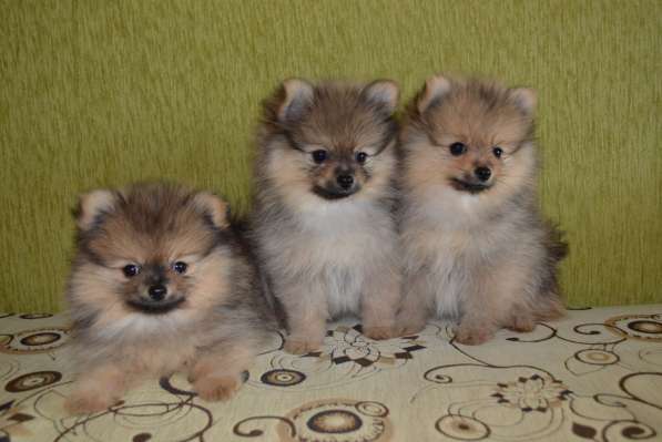 Померанские шпицы в Нижнем Новгороде фото 8