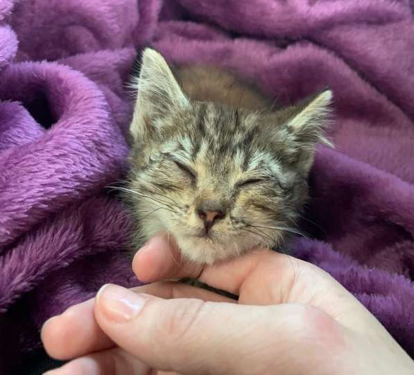 Серый котенок в Краснодаре фото 6