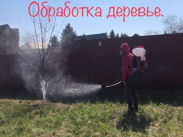 Уничтожение тараканов клопов блох муравьев и других насеком в Ставрополе фото 6