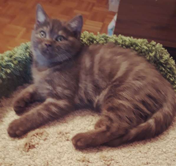Чудный котенок в Всеволожске