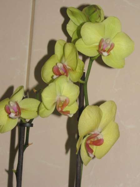 Продам орхидеи цветущие и не цветущие в фото 8