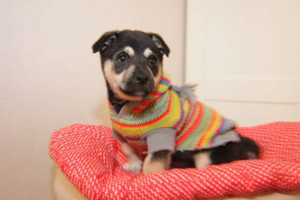 Щенок коротколапик Умка ищет семью! в Москве фото 5