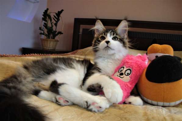 Котята Мейн Кун 3,5 месяца в фото 7