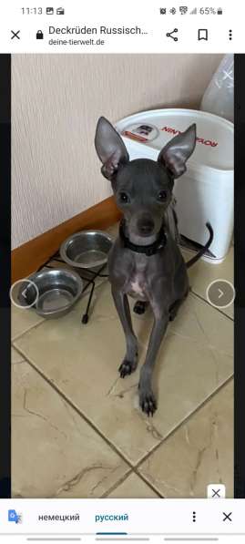 Zwergpinscher мини (до 2.5 кг) в фото 13