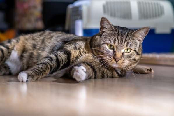 Вальяжный Боб в Москве фото 20