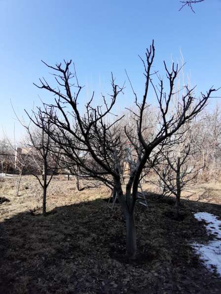 Осенняя/Весенняя обрезка плодовых деревьев в фото 3