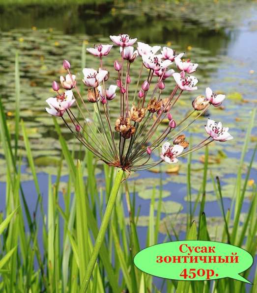 Кувшинки и другие водные растения в Севастополе фото 5