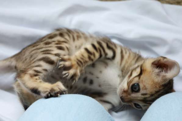 Bengal kittens в фото 6