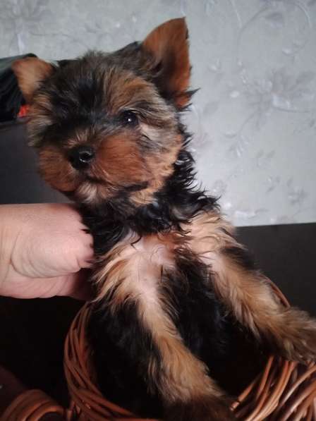 Очаровашки йорики