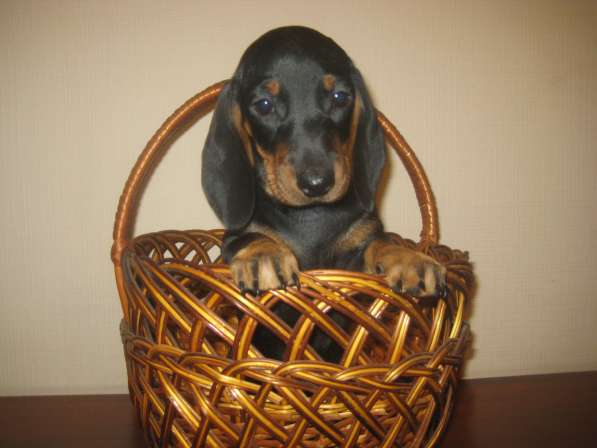 Щенки таксы г-ш стандарт элитные в Москве