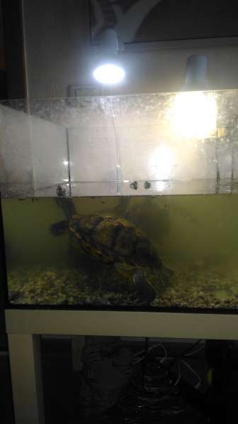 Продам черепах водоплавающих в Челябинске