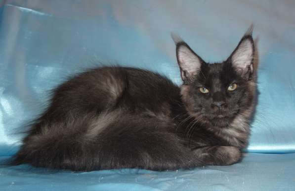 Мейн кунчик Йотунхейм в Москве фото 11