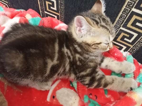 Шотландские котята в Ульяновске фото 6