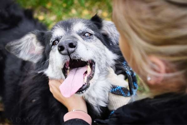 Пушистая весёлая Дакота ищет семью в Москве фото 21