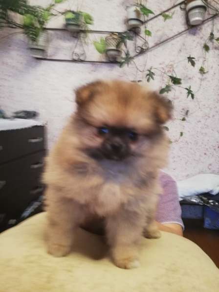 Шикарные щенки померанского шпица из питомника - медвежий ти в фото 33