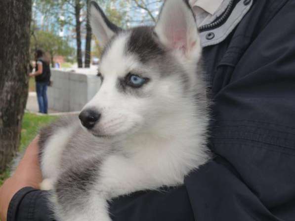 Щенок - Эльвира в Москве фото 3