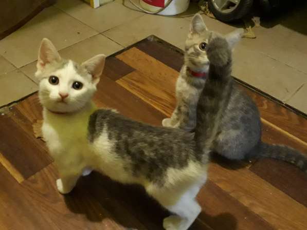 Очаровательная кошечка ищет дом в Саках