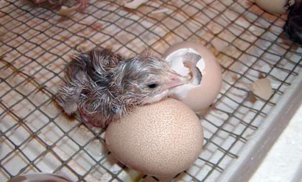 Цесарка: птенцы, яйца инкубационные, мясо