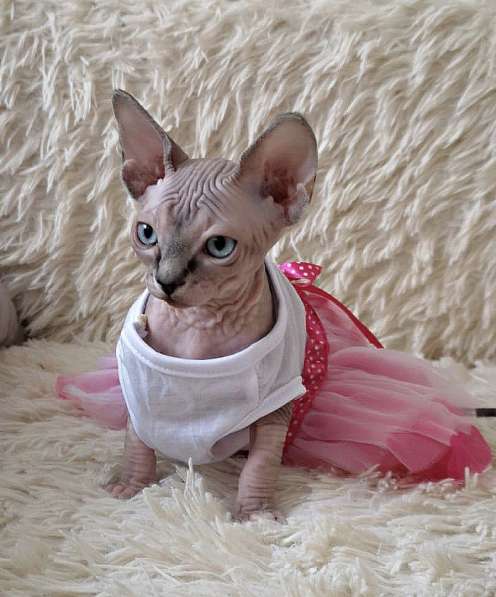 Sphynx babygirl сфинкс аквамариновые глазки в Москве фото 3