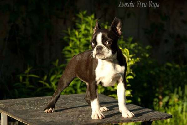 Бостон терьер - щенки от Чемпионов в Санкт-Петербурге фото 8