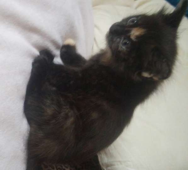 Подарю сибирского котенка1 месяц в Красноярске фото 4