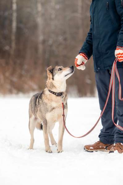 Милый оптимист Джек ищет дом в Москве фото 28