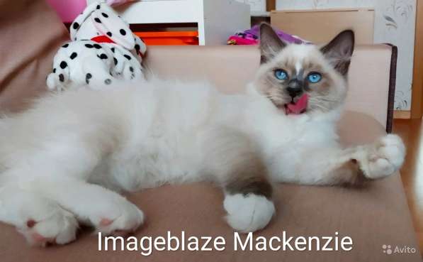 Невские маскарадные красавцы в Санкт-Петербурге фото 3