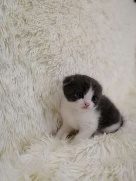 Без кота и жизнь не та! в Липецке фото 23