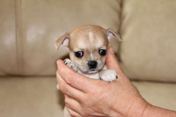 Милашка ищет дом в Самаре фото 7